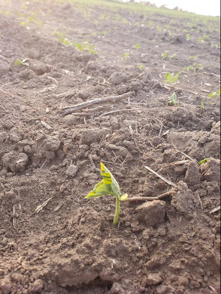 Early Contender Bush Bean Seed photo review