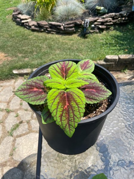 Kong Empire Mix Coleus Seed photo review