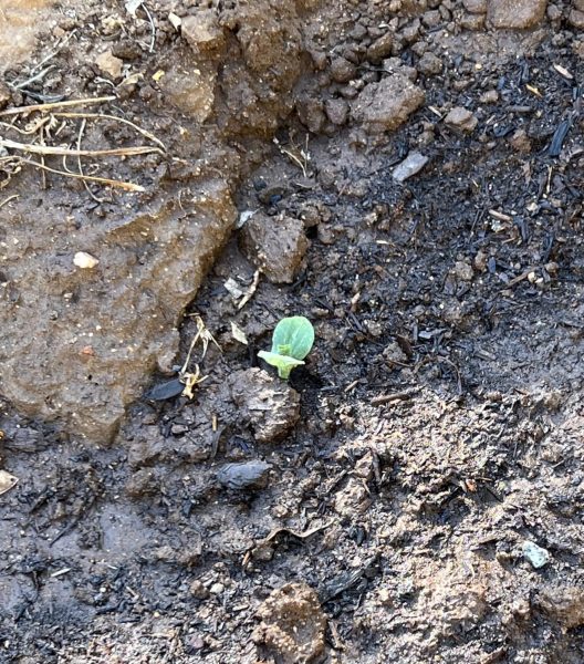 Naked Bear Hybrid Pumpkin Seed photo review