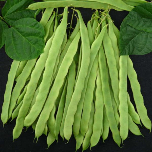 Algarve French Climbing Bean Seeds | Gardenchamps.com