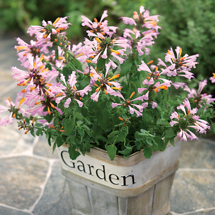 Arizona Sunset Hummingbird Mint | Gardenchamps.com