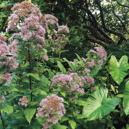 Joe-Pye Weed Seeds | Gardenchamps.com